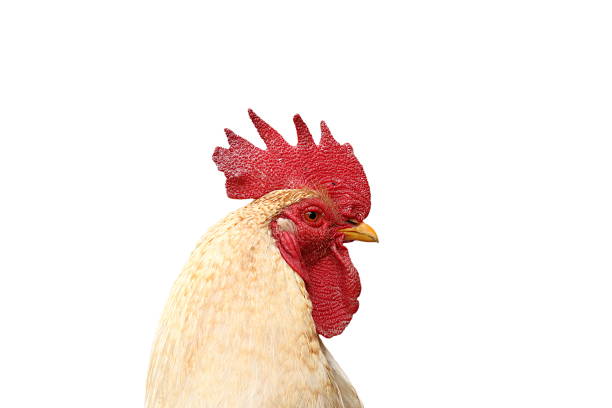 portrait of white rooster isolated over white background
