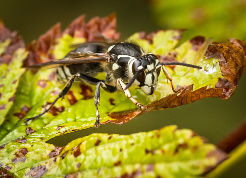 The wasp- hornet warms up in the sun on a spring day.