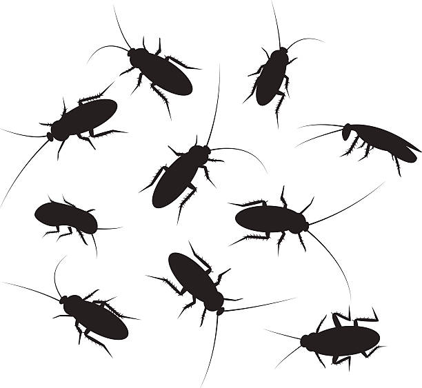 Set of black silhouette cockroach with detail, isolated on white Set of black silhouette cockroach with detail, isolated on white background cockroach stock illustrations