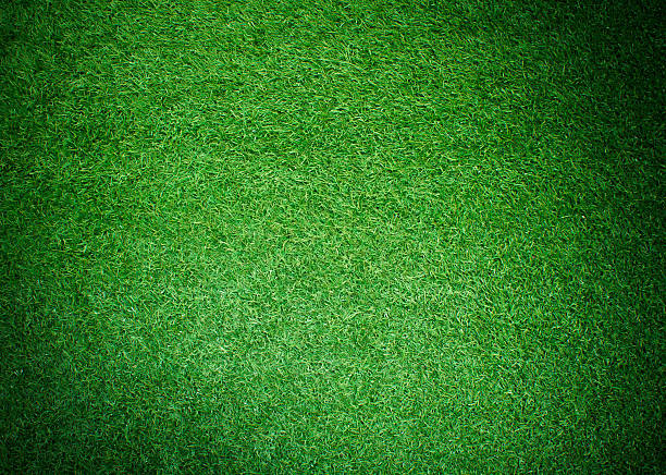 Green grass floor background texture stock photo