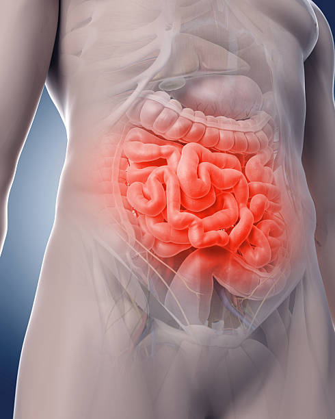 painful intestine medical 3d illustration of a painful intestine human intestine stock pictures, royalty-free photos & images