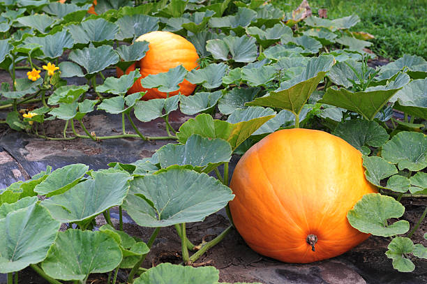 istock Very big fresh Pumpkins in the farm 486786906