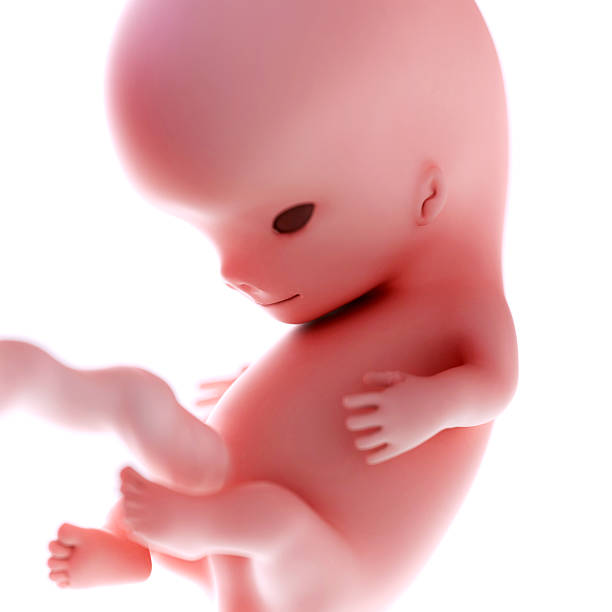 Medical Illustration Stock Photo - Download Image Now - Human Embryo,  Number 9, Week - iStock