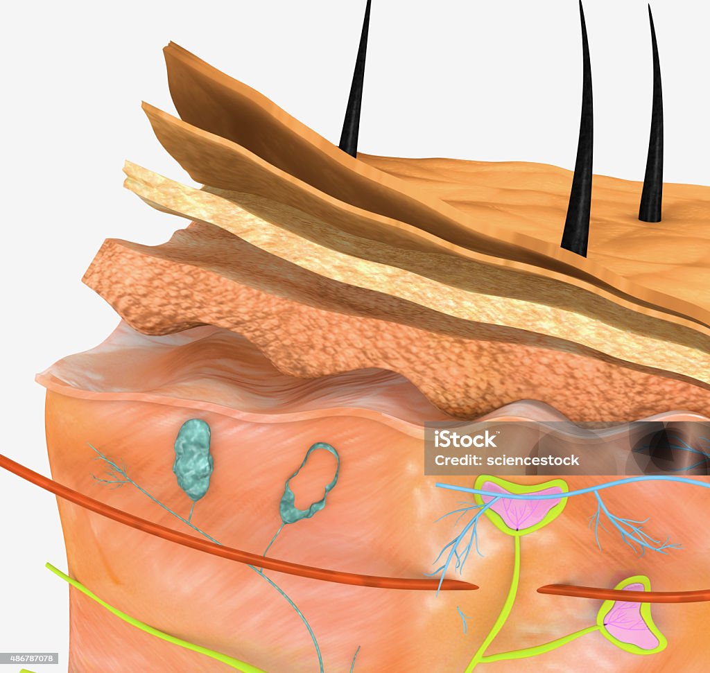 Skin anatomy The human skin is the outer covering of the body. In humans, it is the largest organ of the integumentary system. The skin has multiple layers of ectodermal tissue and guards the underlying muscles, bones, ligaments and internal organs. Layered Stock Photo