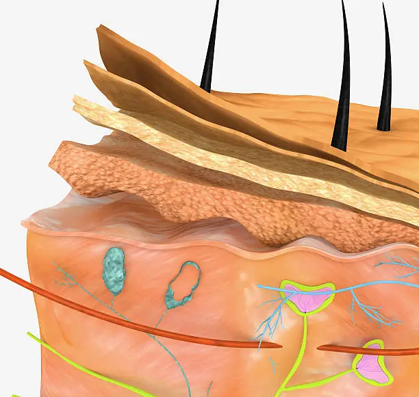 Photo of Skin anatomy