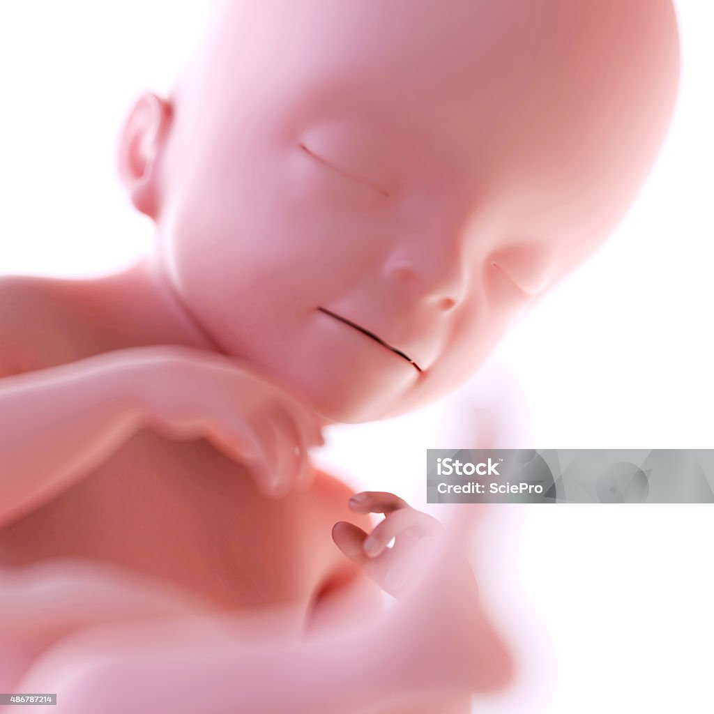 fetus week 21 medically accurate illustration of a fetus week 21 2015 Stock Photo