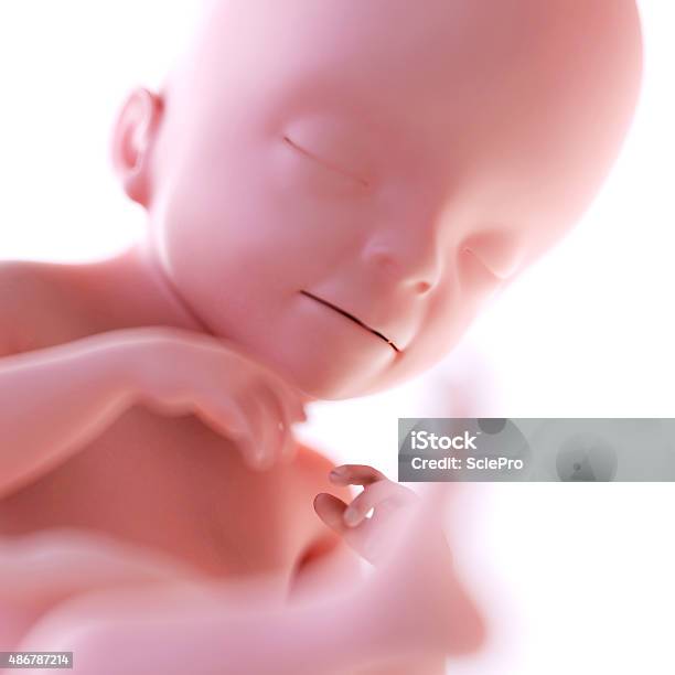 Fetus Week 21 Stock Photo - Download Image Now - 2015, Anatomy, Digitally Generated Image