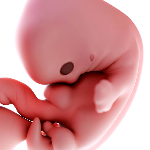 medical illustration medically accurate illustration of a fetus week 7 7 week fetus stock pictures, royalty-free photos & images
