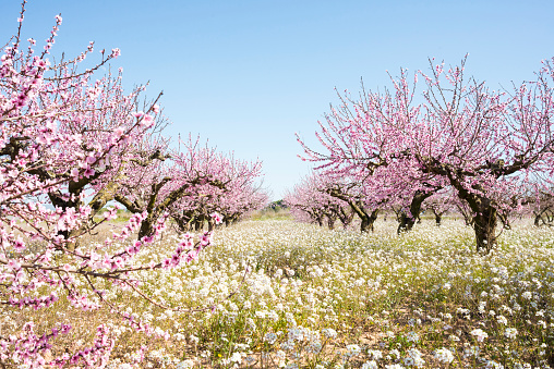 Castalla, Alicante, Spain, February 7, 2024: Two almond trees with flowers in a tilled field in Spain with mountains in the background