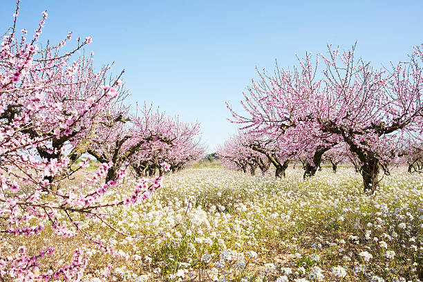 Blooming Blooming almond trees, spring is coming almond tree stock pictures, royalty-free photos & images