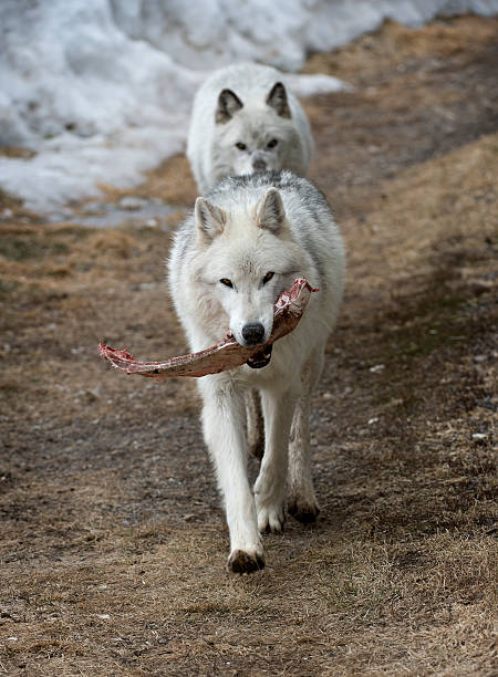 Wolf 식사 함께 스톡 사진