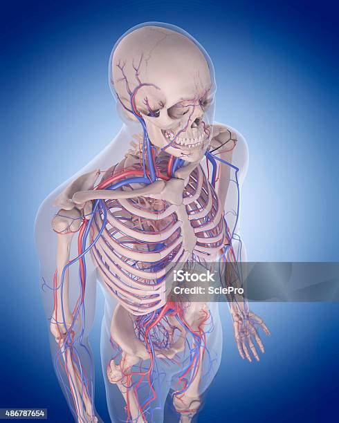 El Sistema Circulatorio De Hombro Foto de stock y más banco de imágenes de 2015 - 2015, Anatomía, Azul