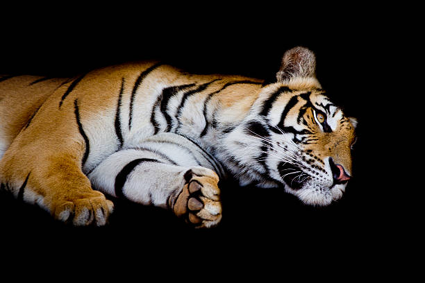 istock tiger sleep on one's side isolated on black background 486787758