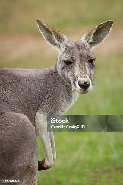 Canguru Vermelho - Fotografias de stock e mais imagens de Canguru - Canguru, Animal, Animal selvagem