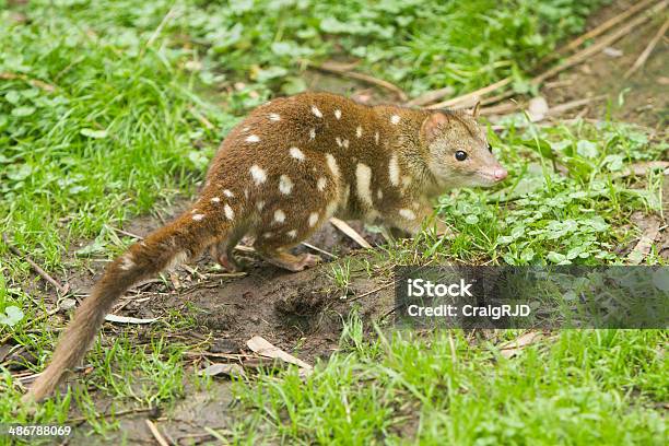 Foto de Quoll e mais fotos de stock de Animal - Animal, Animal selvagem, Austrália