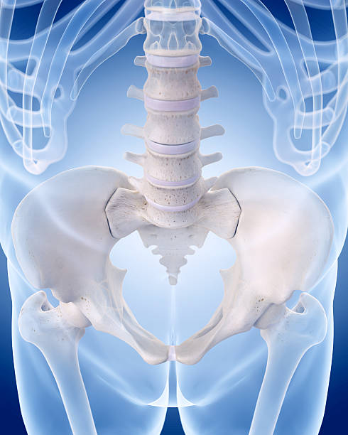 istock the human skeleton - the lumbar spine 486788314