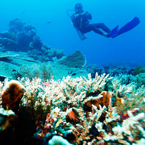 istock Silhouette of Scuba Diver near Sea Bottom 486788760