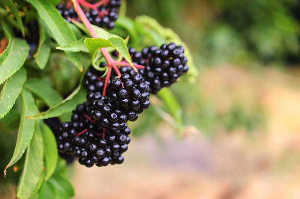istock Branches of a plant of a black elder. 486788966