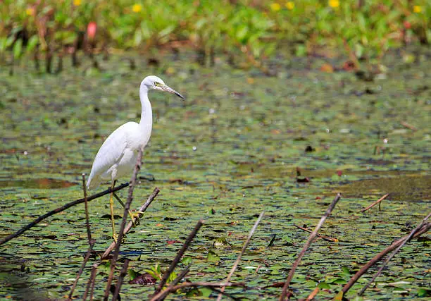 here's a snowy egret resting on a stick over the swamp looking for it's next meal.