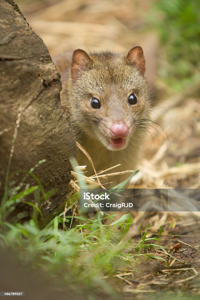 Quoll - Photo de Animaux à l'état sauvage libre de droits