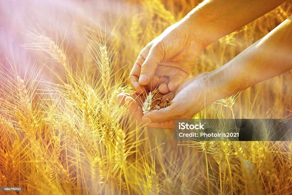 Checking the quality of grain Rays of the setting sun on hands of farmer - Checking the quality of grain Agricultural Field Stock Photo