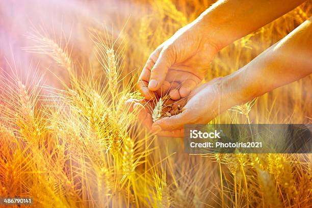 Checking The Quality Of Grain Stock Photo - Download Image Now - Agricultural Field, Agriculture, Cereal Plant