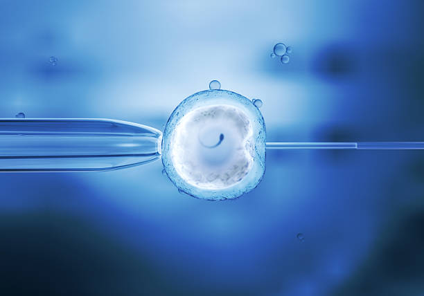 Zebrafish (Danio rerio) embryo about 24 hours after fertilization. Visible are the chorion surrounding the embryo, yolk, somites, chorda, and brain and eye vesicles.