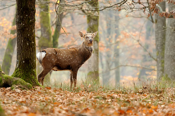 istock Whitetail Deer standing in autumn day 486790542