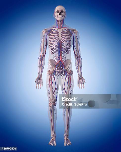 El Sistema Circulatorio Foto de stock y más banco de imágenes de 2015 - 2015, Anatomía, Azul
