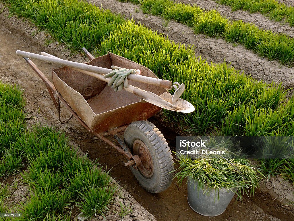 wheelbarrow with tools in a spring garden old wheelbarrow with garden tools between vegetable beds with growing wheat as green manure Agriculture Stock Photo