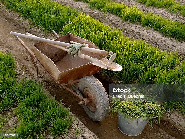 Wheelbarrow With Tools In A Spring Garden Stock Photo - Download Image Now - Agriculture, Bucket, Business Finance and Industry
