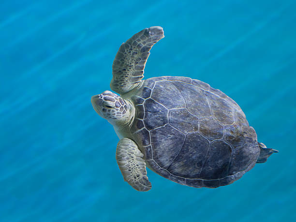 Green Sea Turtle A beautiful and graceful Green Sea Turtle swimming in blue water. ningaloo reef photos stock pictures, royalty-free photos & images