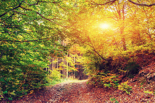 istock Forest Road in the autumn. Autumn Landscape. 486792470