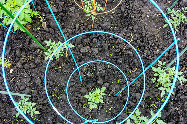 Circular support in community garden High angle view of a tomato plant surrounded by a wire cage that will train and support it as it grows tomato cages stock pictures, royalty-free photos & images