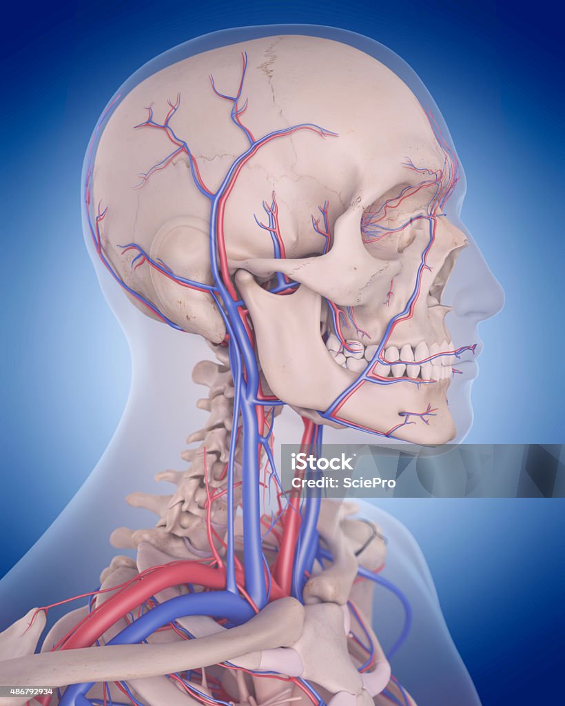 El sistema circulatorio de cuello - Foto de stock de 2015 libre de derechos
