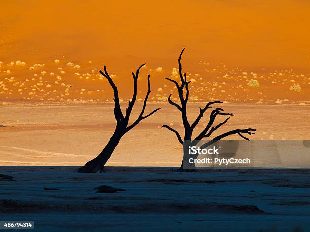 Dead Trees In Sossusvlei Stock Photo - Download Image Now - 2015, Acacia Tree, Accidents and Disasters