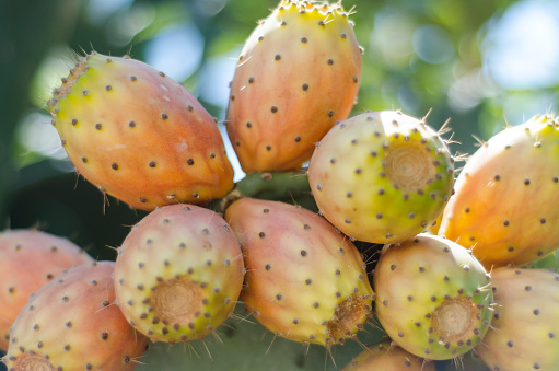 prickly fig - prickly pear