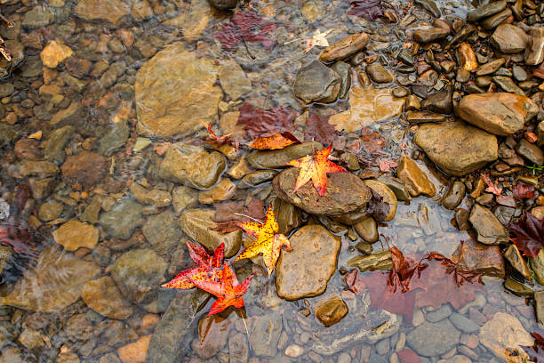 Cтоковое фото Осенние листья на залив
