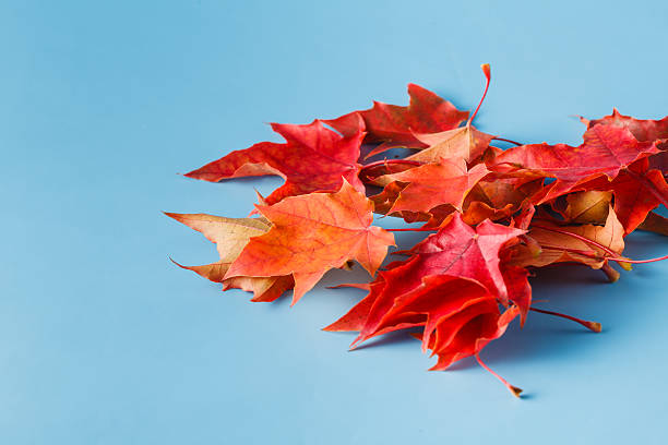 istock lot of red maple leaves 486796698