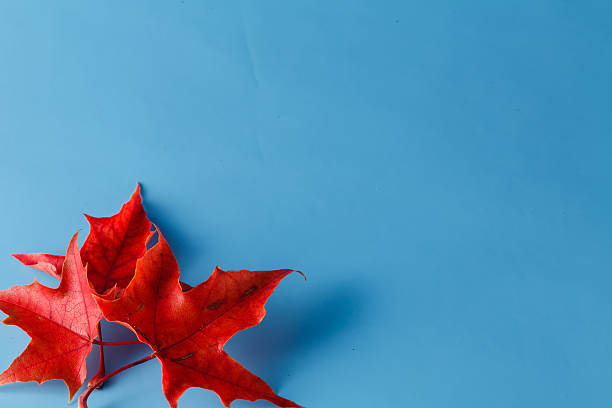 istock Two red maple leaves, place for inscription 486797016