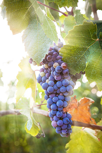 istock Purple grapes with green leaves 486797166