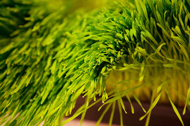 Wheat Grass stock photo