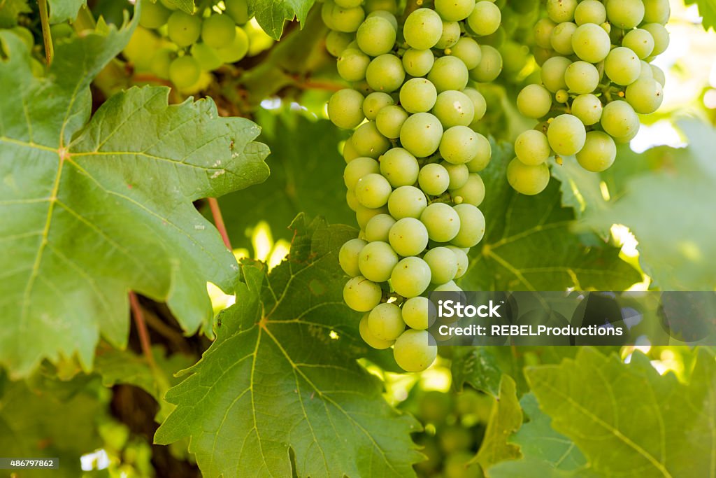 Grape Bunches at Winery Bunches of green grapes on vine in vineyard in the Okanagan Valley ,British Columbia, Canada, with shallow depth of focus 2015 Stock Photo