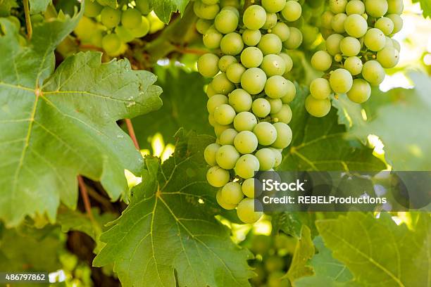 Grape Bunches At Winery Stock Photo - Download Image Now - 2015, Abundance, Alcohol - Drink