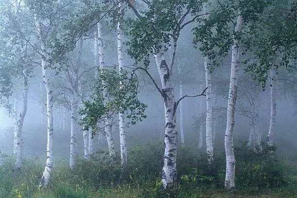 Photo of Foggy white birch forest