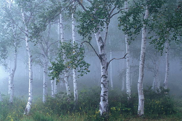 branco floresta de bétula com nevoeiroweather forecast - silver birch tree imagens e fotografias de stock