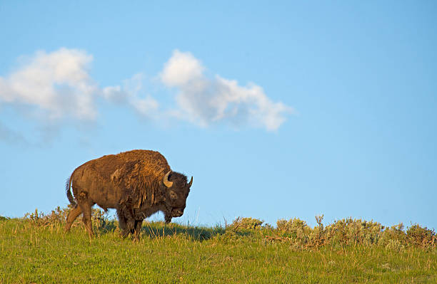 istock Bison stands on top of a hill against blue sky. 486798368