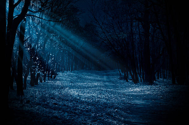 Night forest Night forest with moonlight beams moonlight stock pictures, royalty-free photos & images