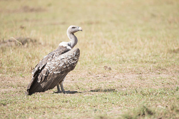 A Ruppels griffon vulture perched on the ground faces right on the short grass of the African savannah.