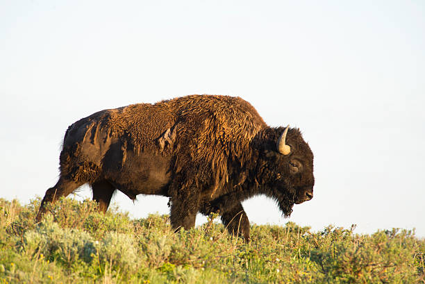 istock Large Bison walking on a hill against a blank sky. 486798952